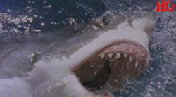 HO, SHARK ATTACK 3: MEGALODON